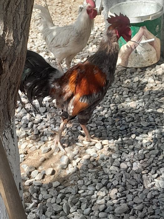 Кораз сатылад ..