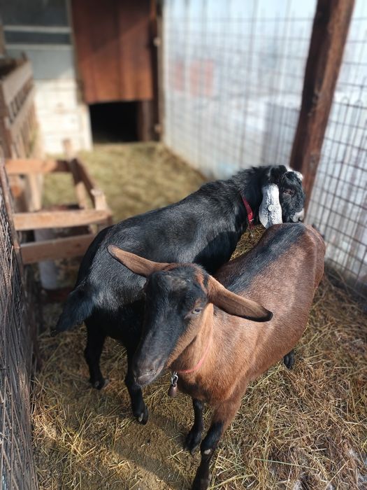 Vând țap anglo-nubian