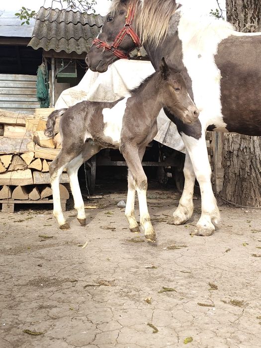 Iapă tărcată de vânzare