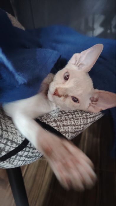Продаю котят породы сфинкс