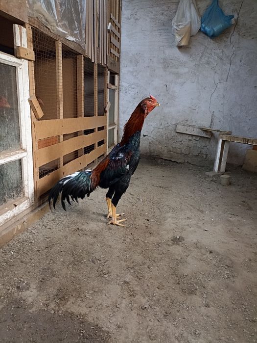 Xoʻroz sotiladi qoni toza