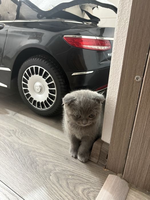 Pisicuta Scottish Fold.