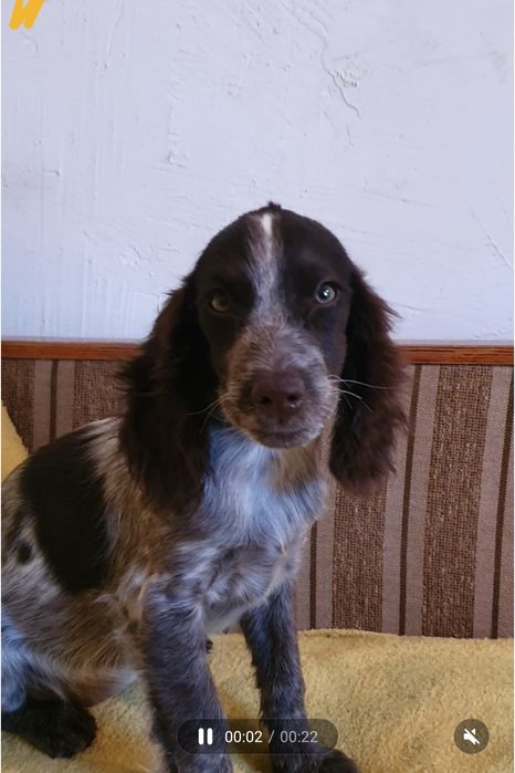 Продаются щенки русского спаниеля