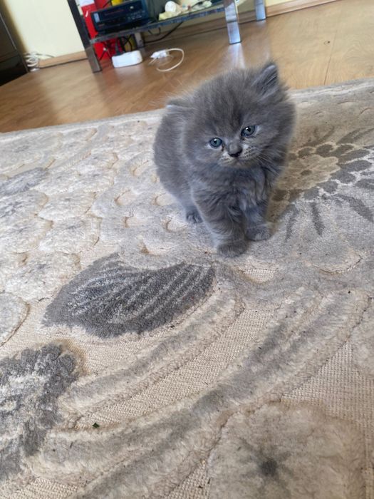 Pui british short hair