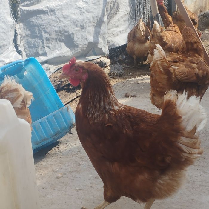 Продам куры домашние