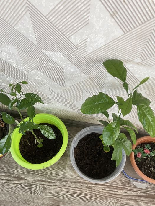 Продам цветы,комнатные: