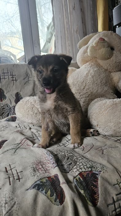 Отдам щенков 2 месяца