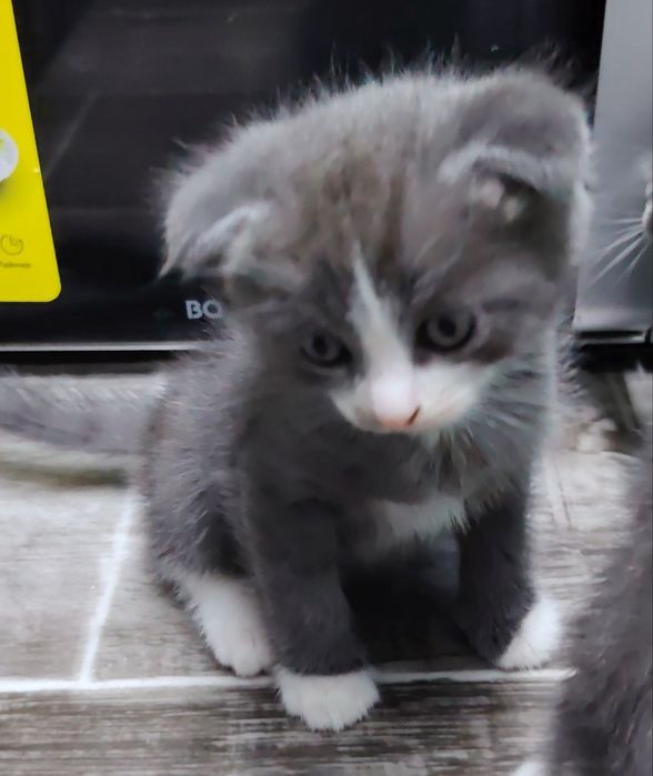 Очаровательные вислоухие котята  от папы Британца и мамы вислоухой