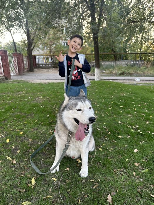 Продам хаски;мальчик