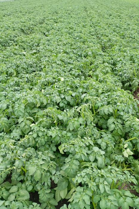 Cartofi de sămânță Arizona, Bellarosa,  cl.B