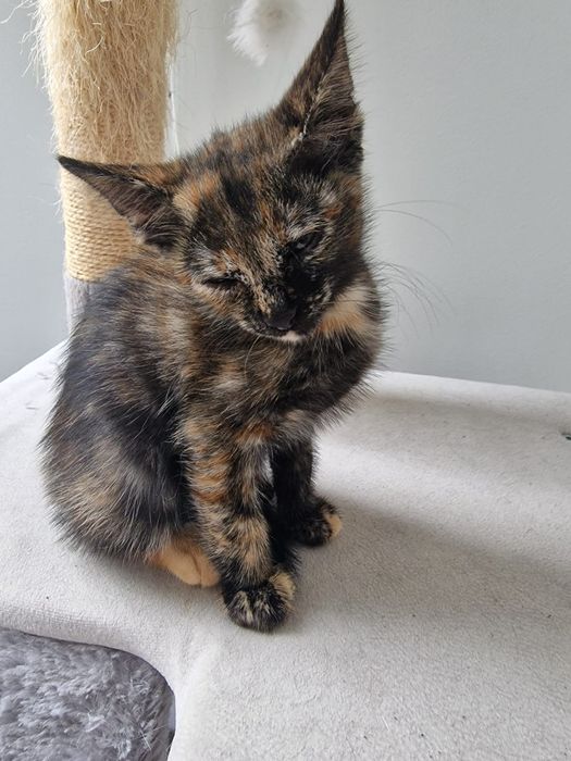 Женско  коте търси дом