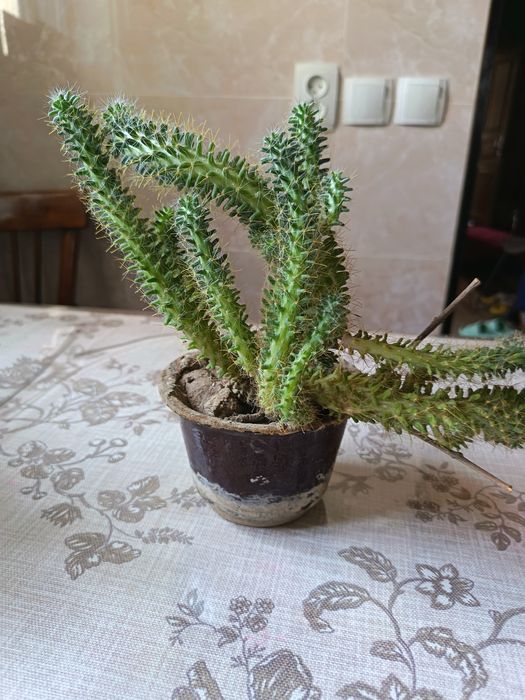 Продам кактусы 2 штуки