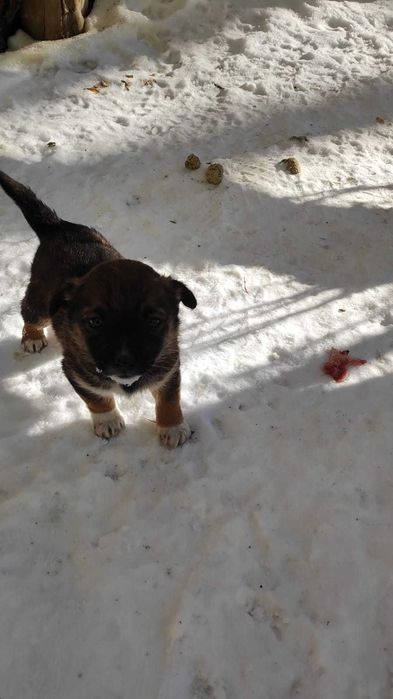 Дарю щенка в ответственные руки