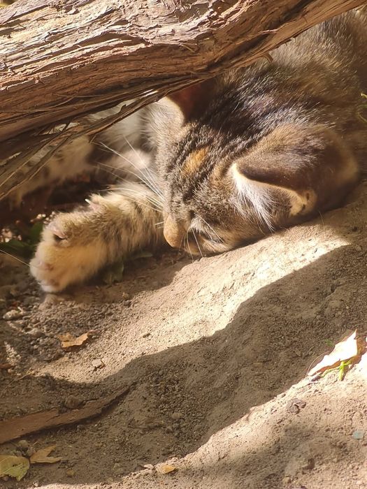 Отдам котенка в добрые руки