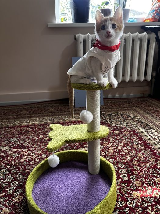 Котенок 2,5 месяца