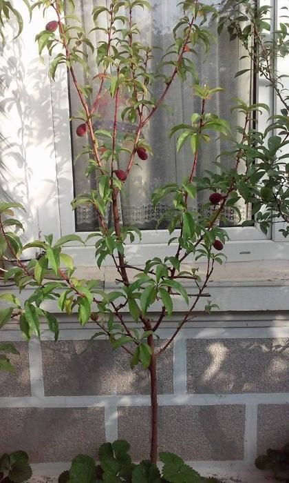 pomi fructiferi in ghiveci