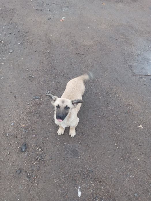 Отдам щенят сторожевые кушает все