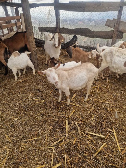 Vand capre de rasă si iezi