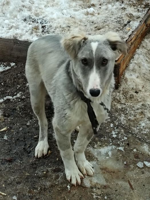 кушик сатылады шинок