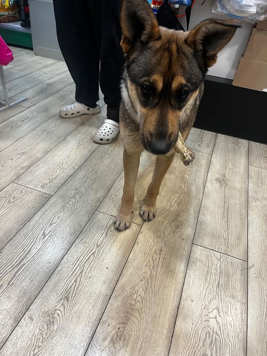 Красотка Альфа ищет дом.