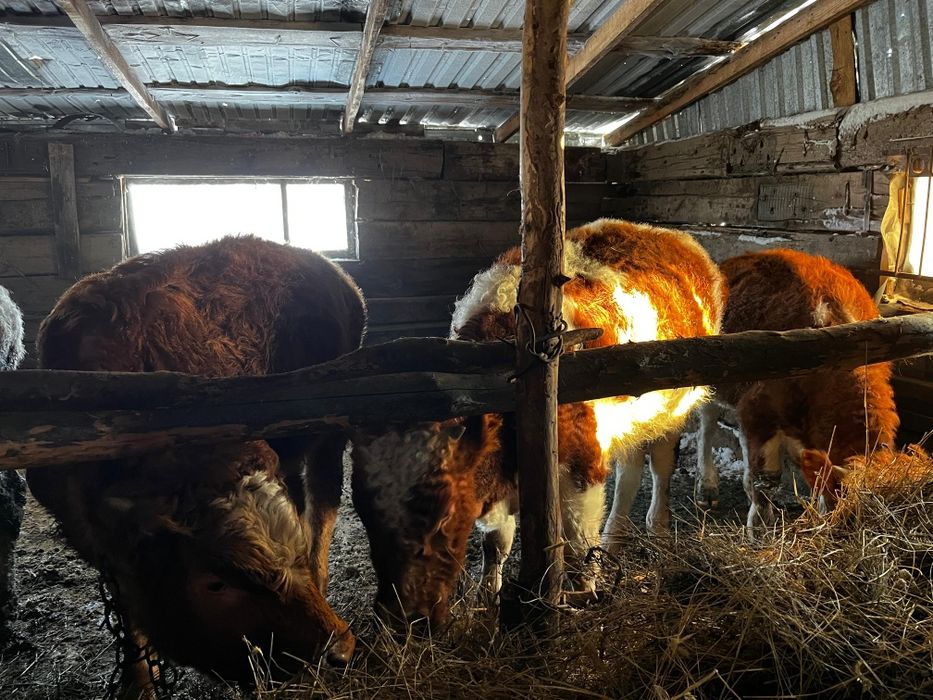 Продается бычки годовалые