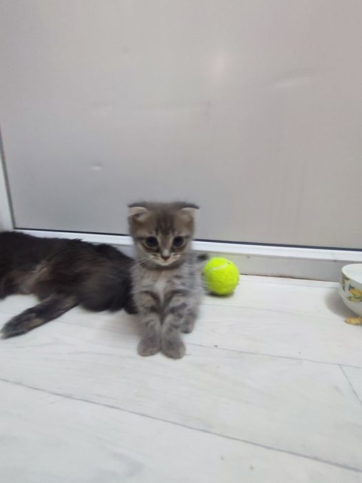 Пародистый котенок