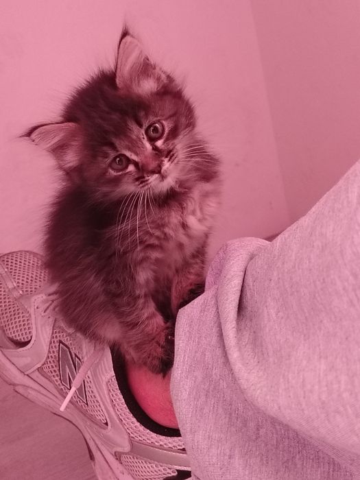 отдам котика в добрые руки