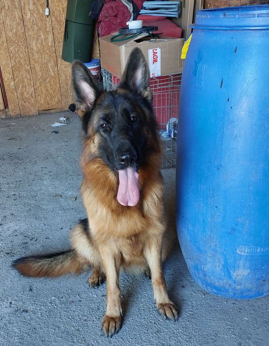 Top, cățeluș cu pedigree, ciobănesc german