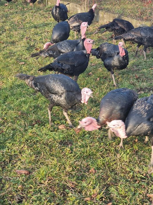 Curcani țărănești de vânzare