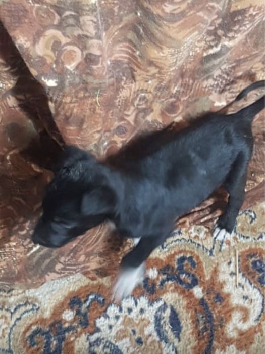 Отдам щенка найденыша!