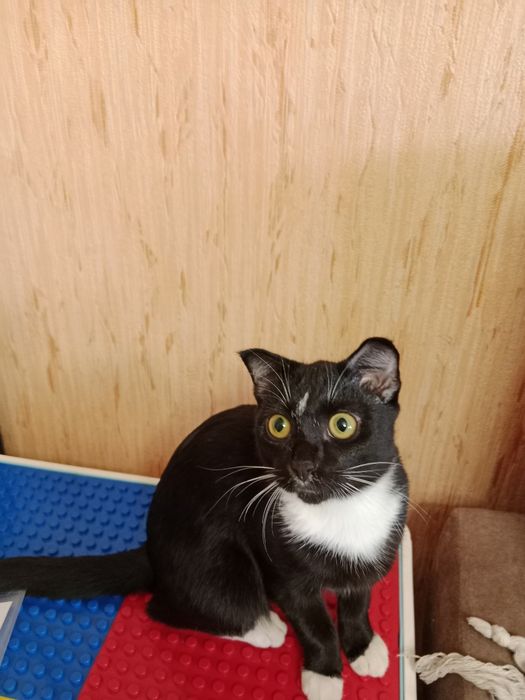 Вислоухий котенок