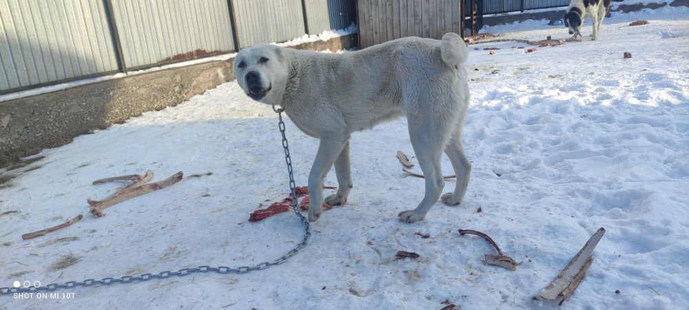 Продам алабай ургашы