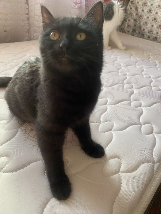 кошка в добрый руки