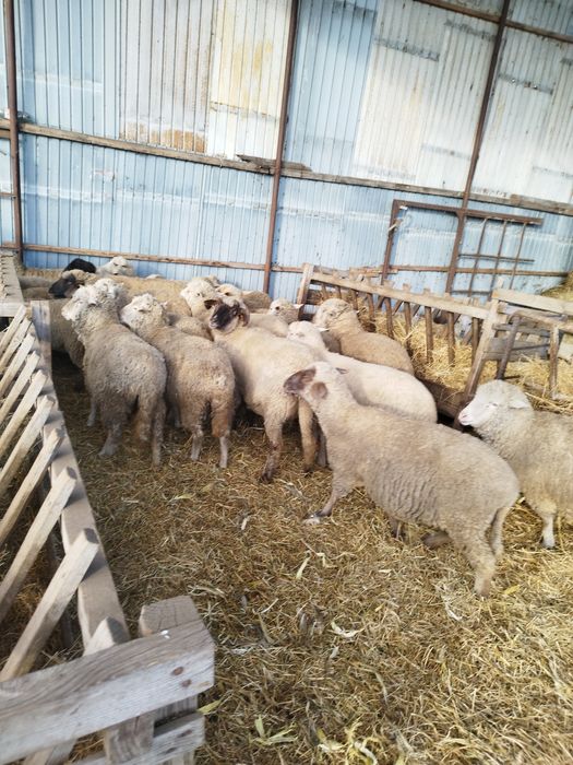 Oi cu mei și nutreț