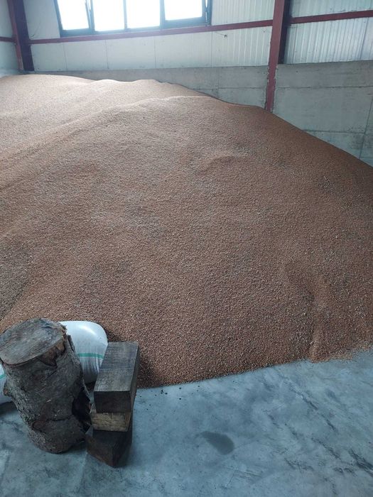 porumb boabe    si grau panificatie