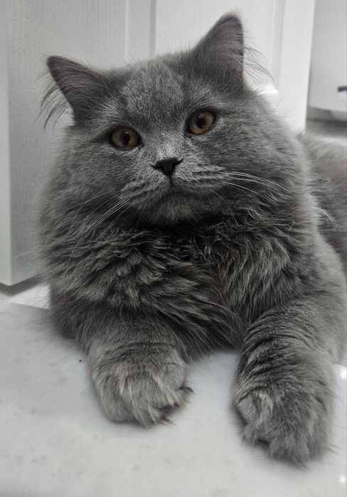 Мъжка британска котка