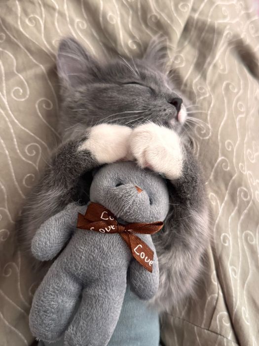 Котенок 4 мес даром
