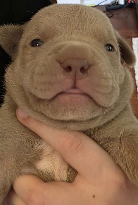 Продам щенков американский булли