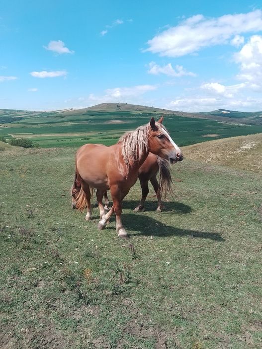 Vand o iapa și o mânză