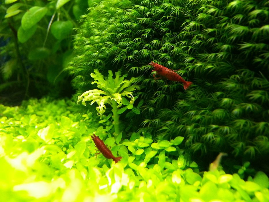 Creveti Bloody Mary Crystal Red Blue Velvet Dream Yellow