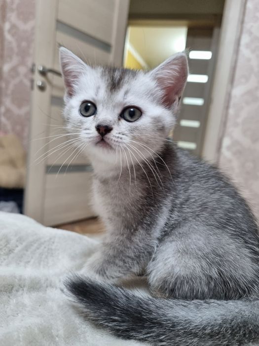 Шотландский котёнок