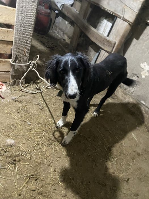 Тазы ит сатылады