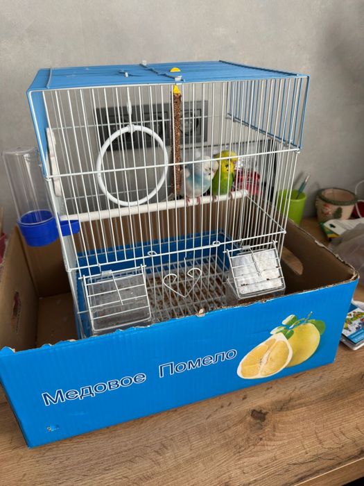 Два попугая зеленый и белый