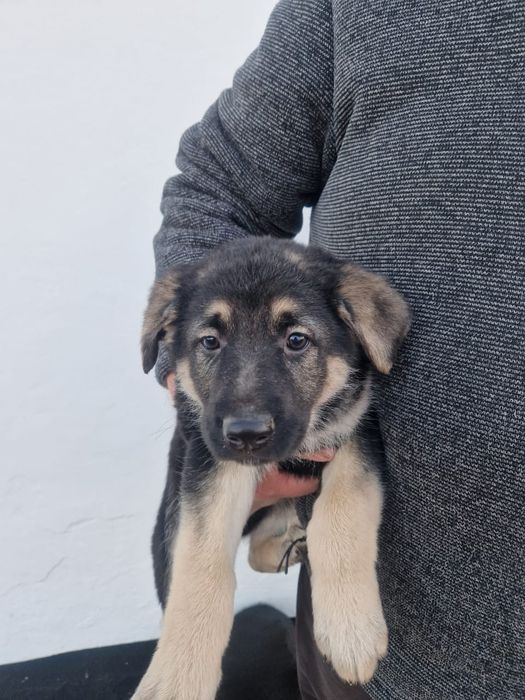 Продам щенков ВЕО