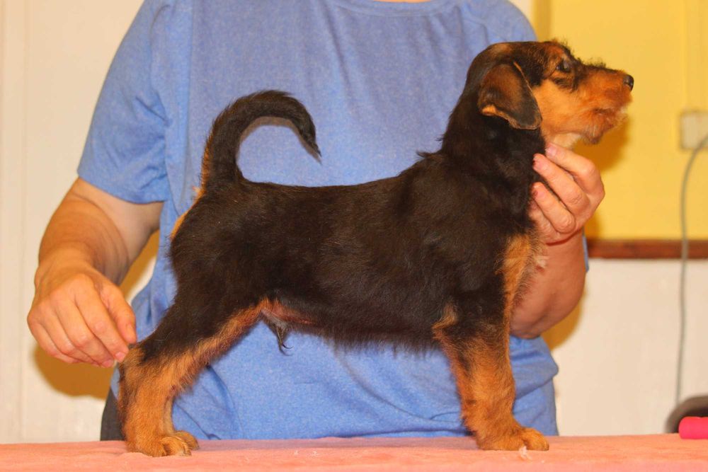 pui airedale terrier din parinti campioni