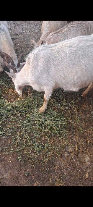 Vand sau schimb 8 capre gestante depuse de fătare