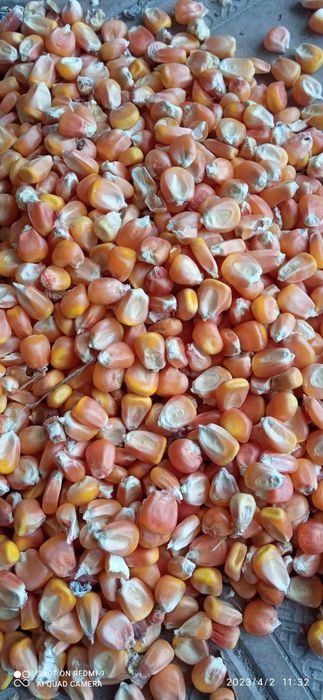 Makka jōhori sotiladi