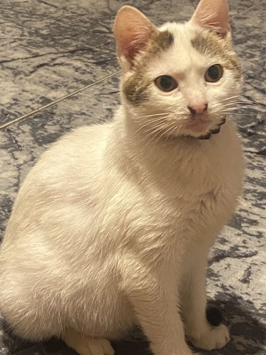 Donez pisoi extrem de iubitor