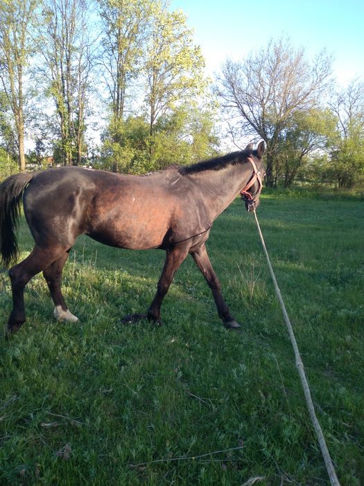 Iapa de căruță de vânzare