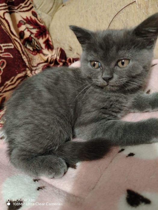 Продам британского котенка